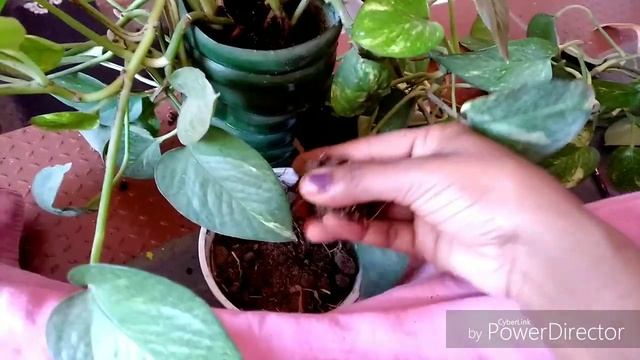 #indoorplant#moneyplantpothos                      Secret to my bushy and longer money plant /potho