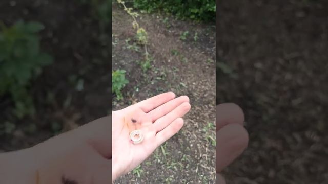 Во саду-ли в огороде нашёл старинную вещь