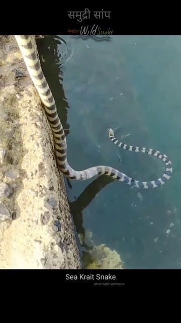 Banded Sea krait highly venomous #snake #shorts #seasnake