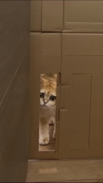 Cat Be Like (360p) Basically