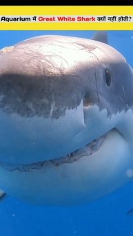 Aquarium में Great White Shark क्यों नही होती हैं /Great White Shark?#shorts #shark by @ProfessorN