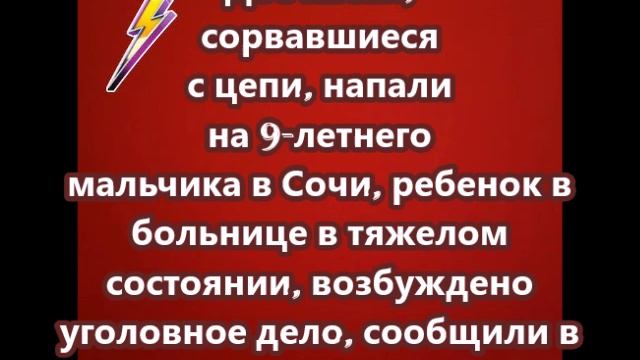 Две хаски, сорвавшиеся с цепи, напали на 9-летнего мальчика в Сочи