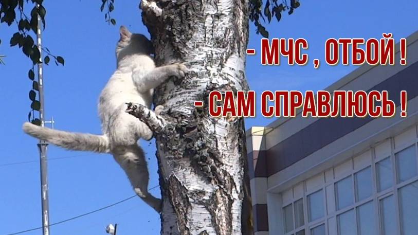 А говорят кот сам не может спуститься с выокого дерева  Николай Богомолов Рутуб