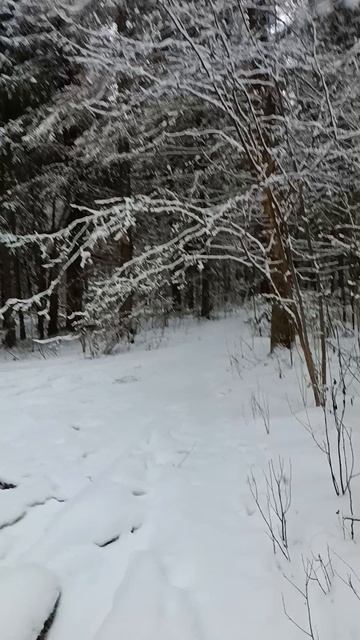лес, сказка