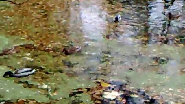Утиное озеро / Duck Lake