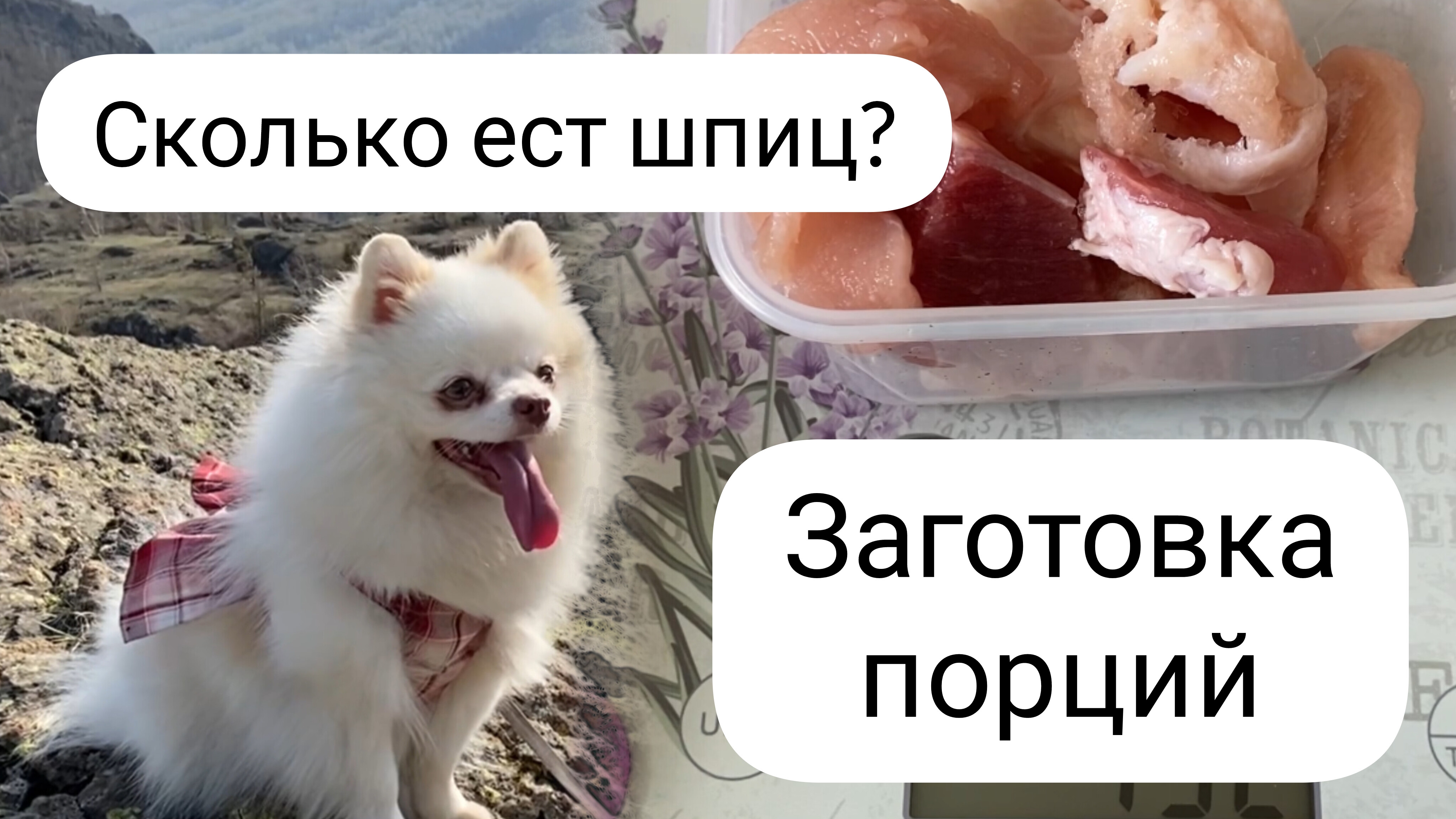 Сколько ест шпиц на натуралке? Заготовка порций
