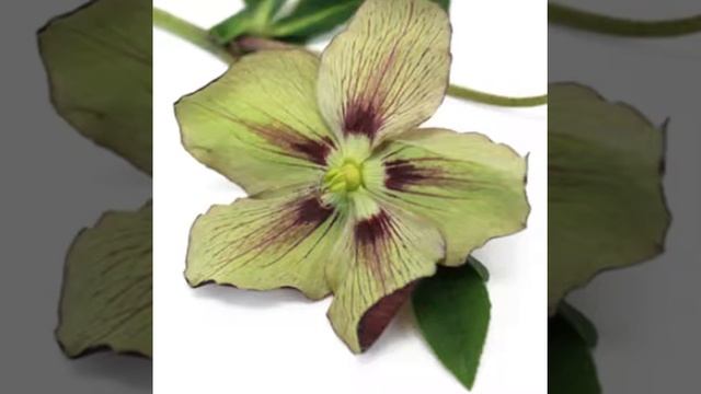 All Flowers Hellebores