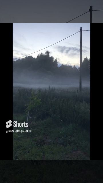 Ленинградская область. Хвойное. 01.08.2024. После дождя, туман обволакивает землю