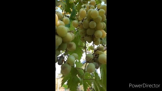 Shorts - Виноград 🍇 2021 года Малаешты. Такого  Винограда🍇 давно не видела.