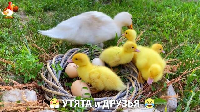 Утята с друзьями – мир нежных эмоций 🤗 эпизод (22)