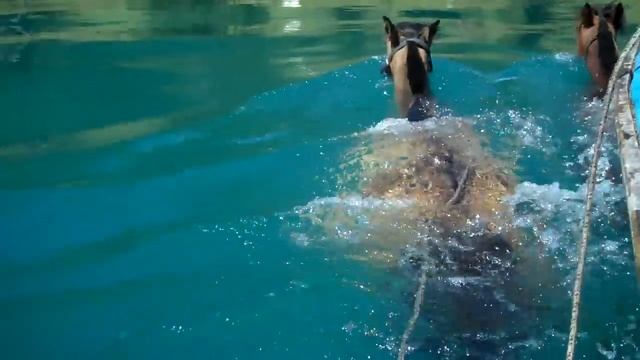 Horse riding Patagonia. Swimming across rivers .