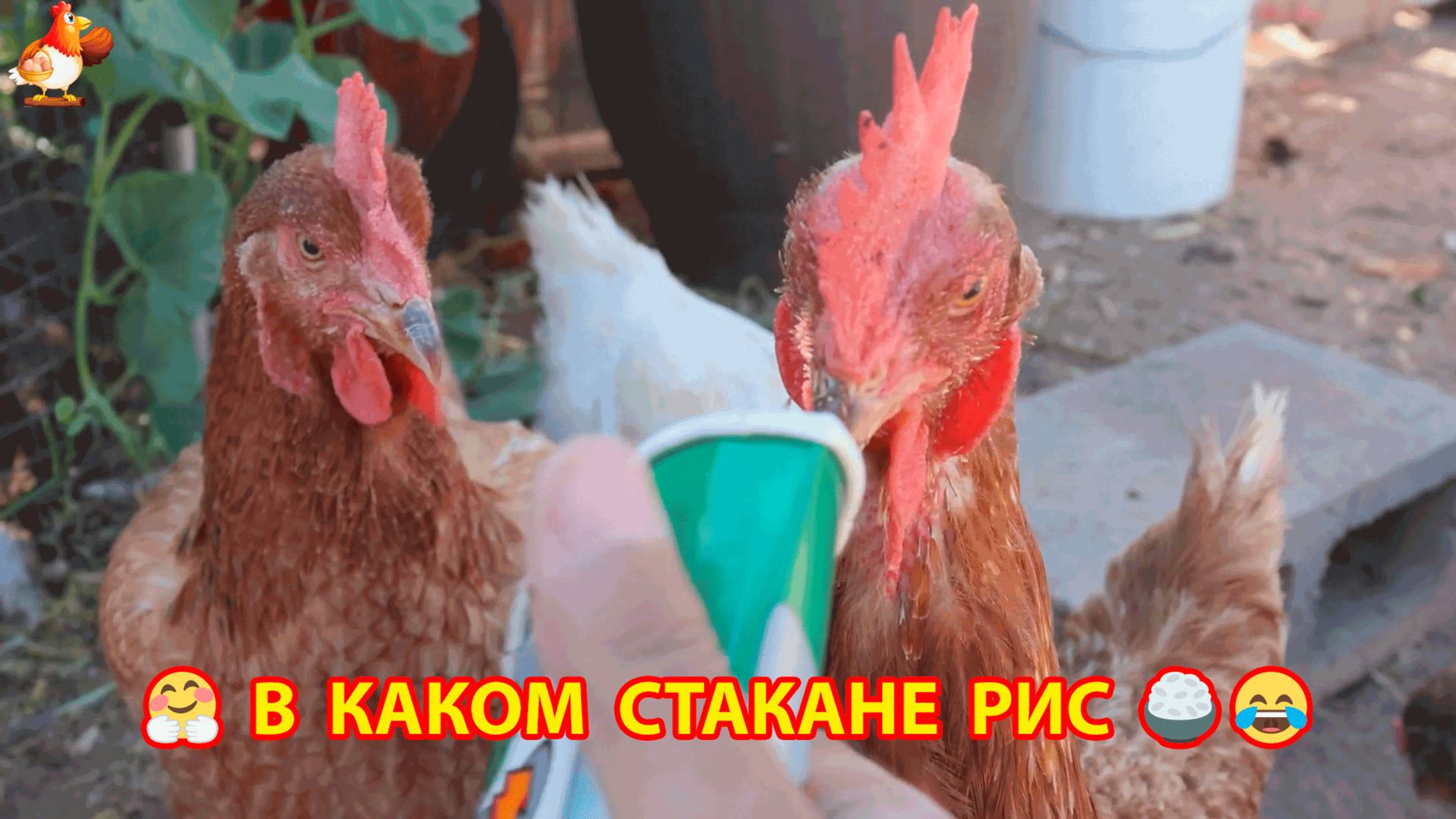 Куры угадывают в каком стаканчике рис 🍚❣️😂