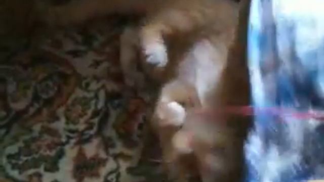Скотина взял мне нитку порвал блин!