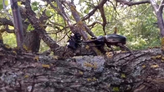 «Методы сбора насекомых»