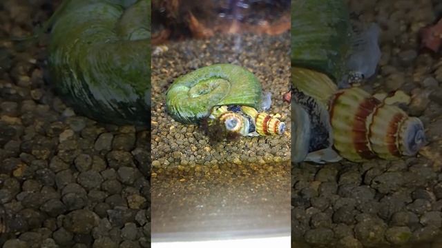 Helenka vs Zatoczek rogowy / Clea Helena kills planorbarius corneus