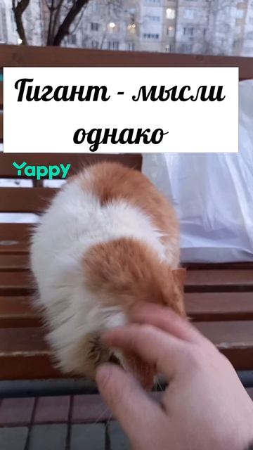 #cat #catsofinstagram #cats #catstagram #vacation #catlover #catlovers #catoftheday #instacat #cats_