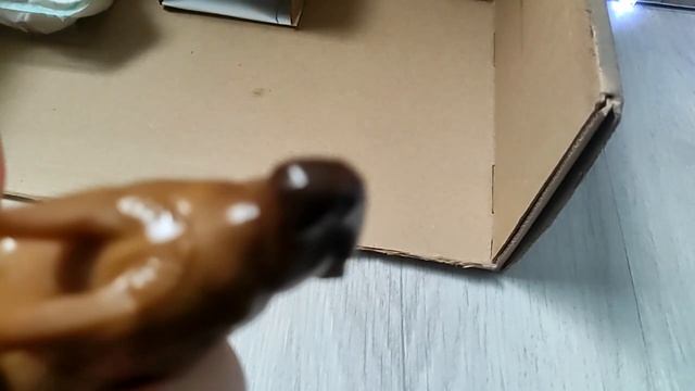 капибара