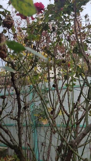 Розовые деревья с поздним цветением .