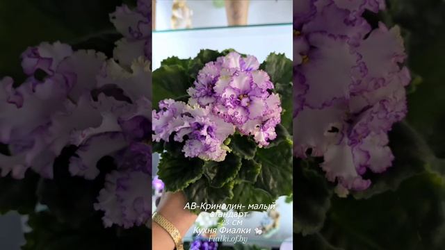 🐇🏫🌸Когда размер имеет значение 😉:
Gleeful Elf полуминиатюра,  АВ-Красные Розы стандарт