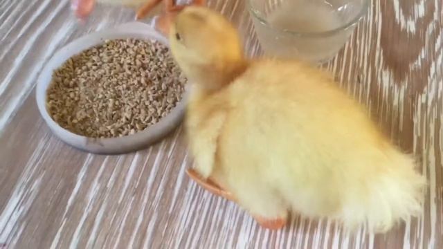 Домашние утята Мандаринка и Клубничка