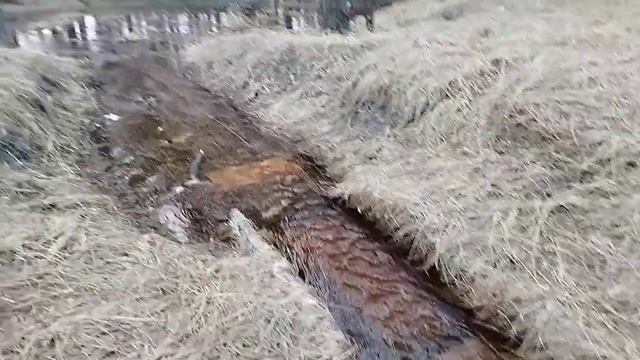воронеж гос Заказник, посёлок Краснолесный озеро Грязное 1 апреля 2024 ручей через край