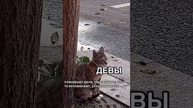 #юмор знаки зодиака