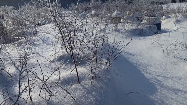 Голубика зимой в контейнерах
