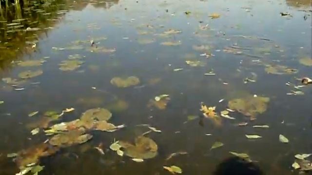 09.10.14 м.Червонозаводське, водохранилище.