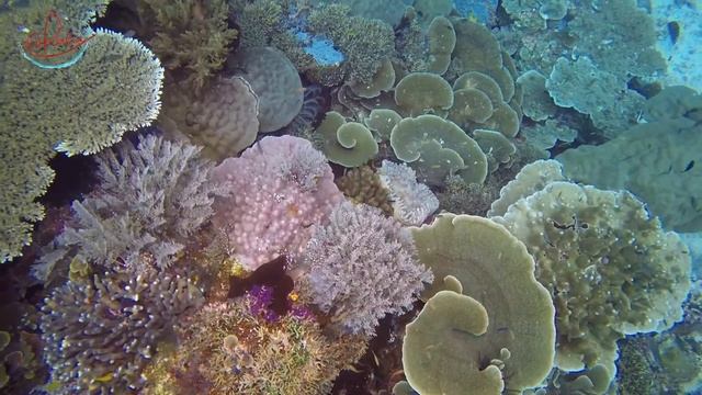 Melissa's Garden corals with Coralia Liveaboard