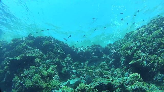 Egypt 2012 - Red Sea Diving