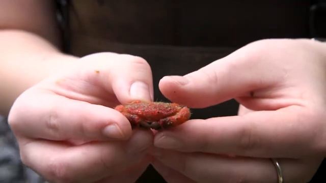 Crabs at Work: Algae Eaters Help Out at Biosphere 2