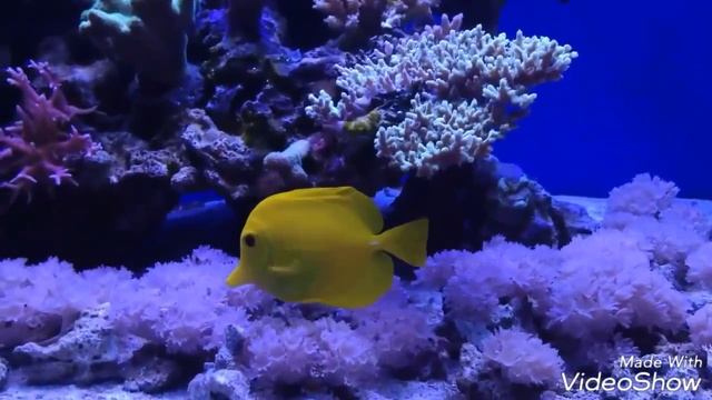 Underwater world. Beautiful relaxing music, colorful fish Классическая музыка и красочные рыбки