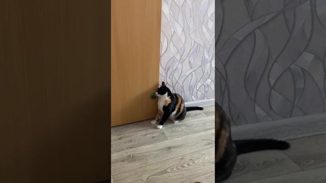 Кошка Хаска отбирается об кошачью мяту