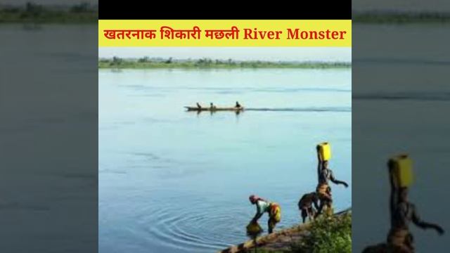 खतरनाक शिकारी मछली River Monster | Amizing fact video | #shorts