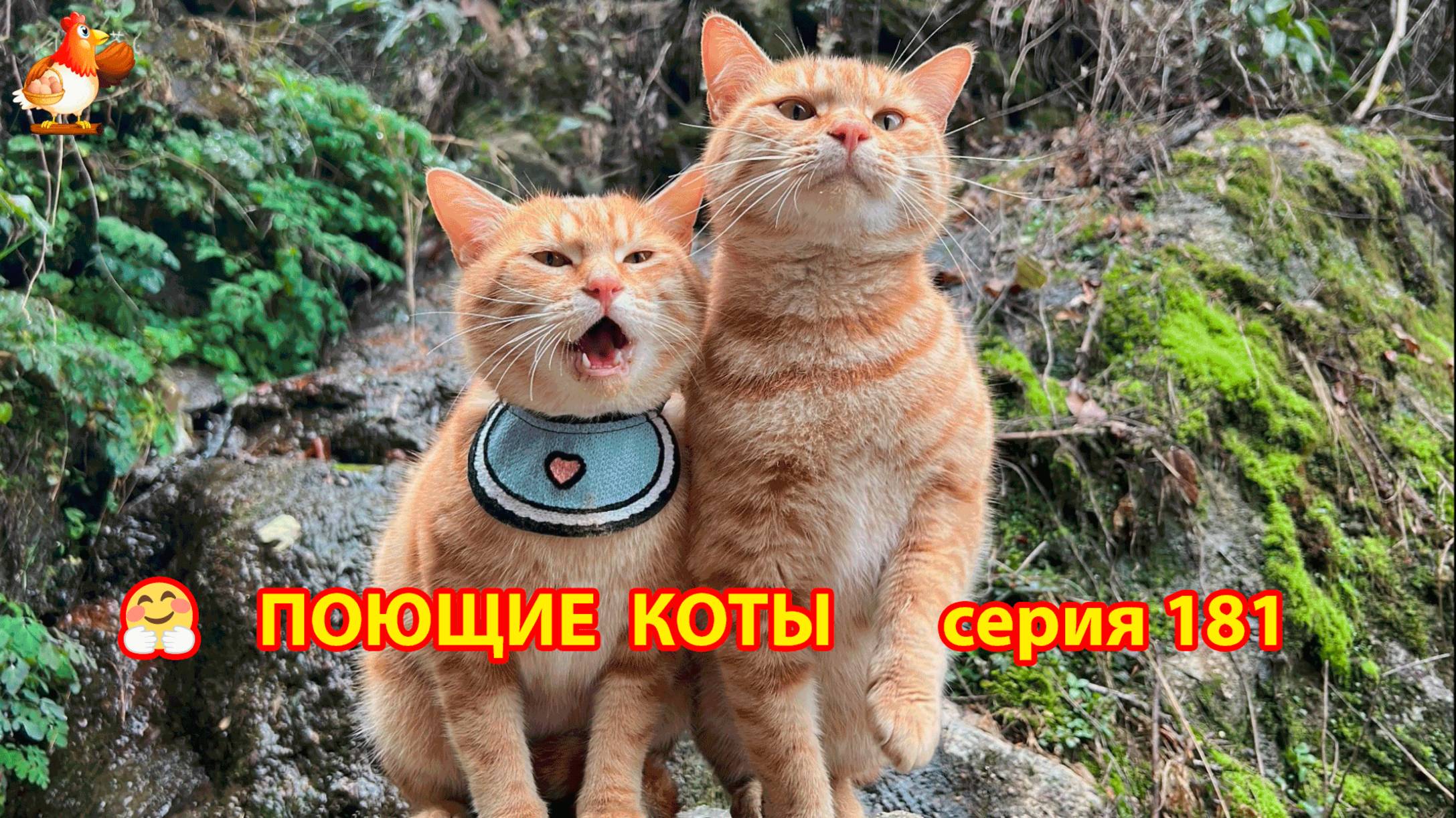 Крутые коты у птичьего двора серия (181) 🐈🐈😹 Природа Абхазии и подворье с птицами и животными ❣