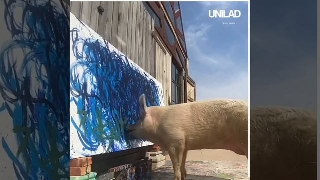 This record breaking pig recently earnt over $25,000 for this painting 😲🐷