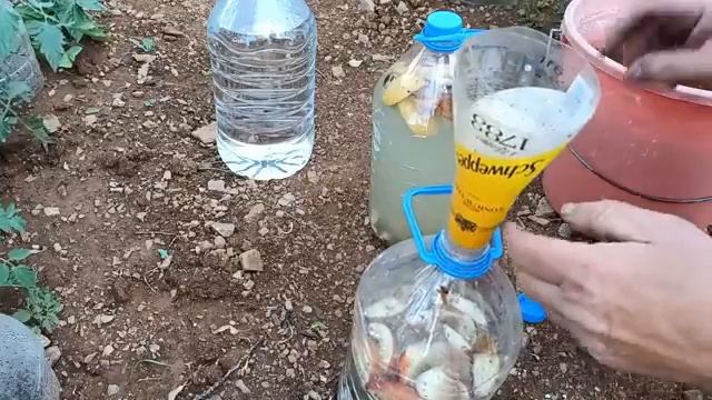 Domates ,Biber,Patlıcana bu gübreyi mutlaka verin verimi iki üç kat arttırin