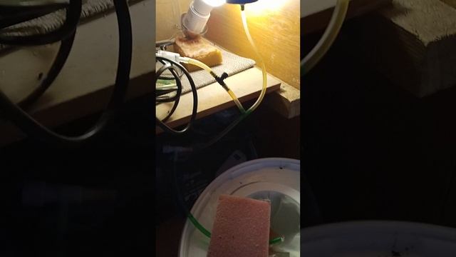 Инкубатор для артемии