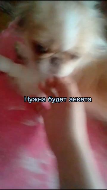 набор Хаус собак ссылка в коментариях