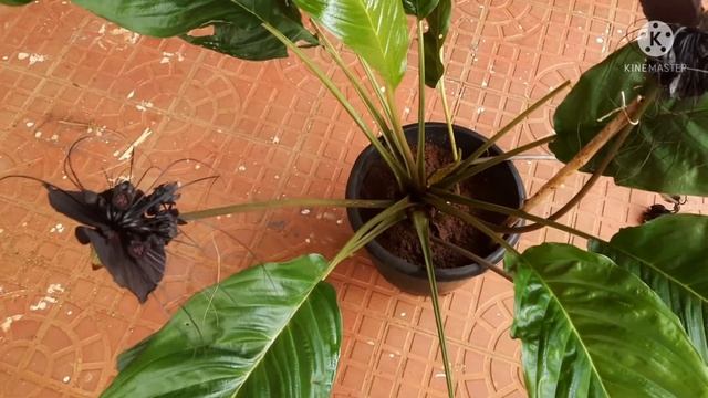 Black Bat Flower Plant Propagation