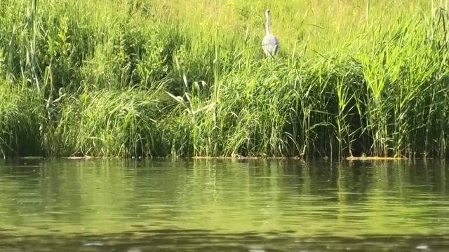 Карась на чесночную кукурузу и клубничную прикормку