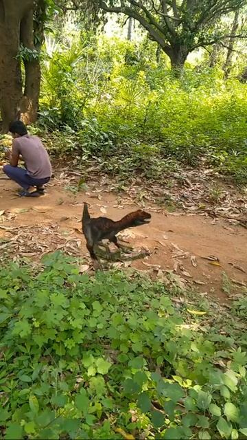 kese possible ye small dinesor #shorts #elephant #dinesor