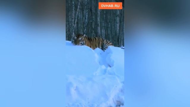 Здоровьем тигра-гиганта с уставшими глазами обеспокоены люди