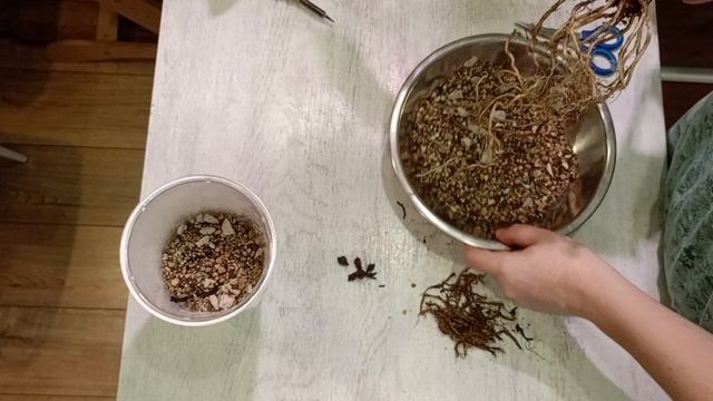 100 дней пересадки: алоказия кукулата