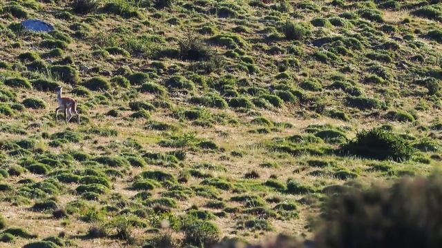 Watch this! -  Puma hunting a young guanaco and then plays with it!
