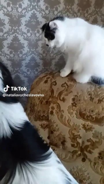 Как кошка с собакой... Это про них...)))