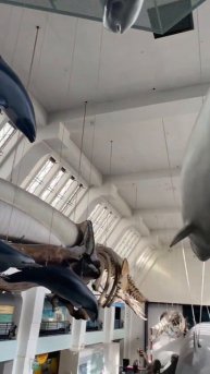 DOLPHINS and WHALES 🐳 🐬 (Natural History Museum London) | #shorts #ocean #fish #whale #dolphin