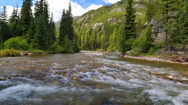 4K Спокойная горная река в вечнозеленом лесу, горы Абсарока