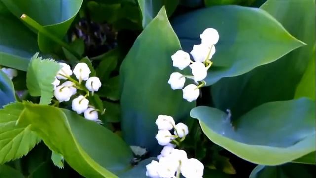 Играй, скрипач Стихи Г. Филиппова, муз. композитор Вячеслав Кисляков, исп. Александр Лобурёв