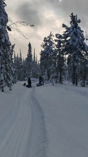 10 Зимняя тайга Снегоход Морозко мотособака